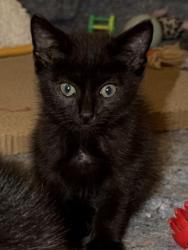 Shelter Stray Male Cat last seen Near Custer Ave SE, Atlanta, GA, 1251 Fulton Industrial Blvd NW, Atlanta, GA 30336, USA