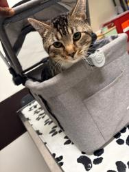 Shelter Stray Male Cat last seen Near Bradley Street SE, Atlanta, GA, 1251 Fulton Industrial Blvd NW, Atlanta, GA 30336, USA