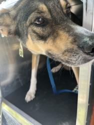 Shelter Stray Male Dog last seen Near REMINGTON CIR 2603, West District, TX, 355 Hillshire Dr, Haslet, TX 76052, USA