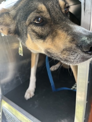 Shelter Stray Male Dog last seen Near REMINGTON CIR 2603, West District, TX, 355 Hillshire Dr, Haslet, TX 76052, USA