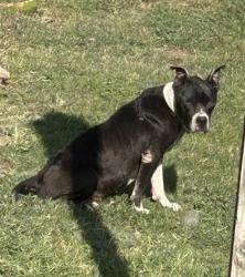 Shelter Stray Male Dog last seen Near PRAIRIE AVE, North District, , 355 Hillshire Dr, Haslet, TX 76052, USA
