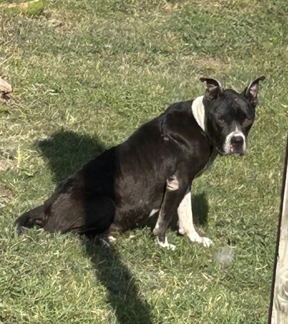 Shelter Stray Male Dog last seen Near PRAIRIE AVE, North District, , 355 Hillshire Dr, Haslet, TX 76052, USA