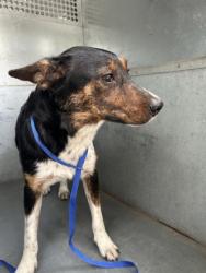 Shelter Stray Female Dog last seen Near CHRISTINE RD, North District, TX, 355 Hillshire Dr, Haslet, TX 76052, USA