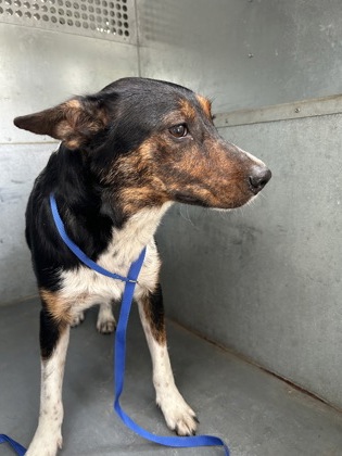 Shelter Stray Female Dog last seen Near CHRISTINE RD, North District, TX, 355 Hillshire Dr, Haslet, TX 76052, USA