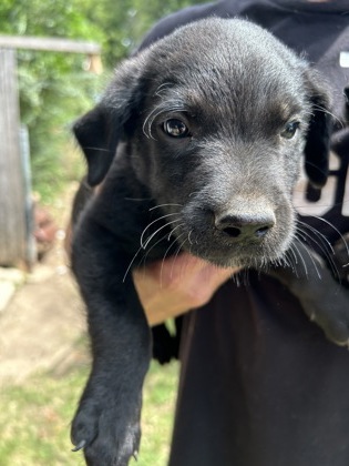 Shelter Stray Male Dog last seen Near CHRISTINE RD, North District, TX, 355 Hillshire Dr, Haslet, TX 76052, USA
