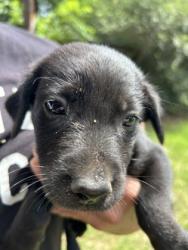 Shelter Stray Female Dog last seen Near CHRISTINE RD, North District, TX, 355 Hillshire Dr, Haslet, TX 76052, USA