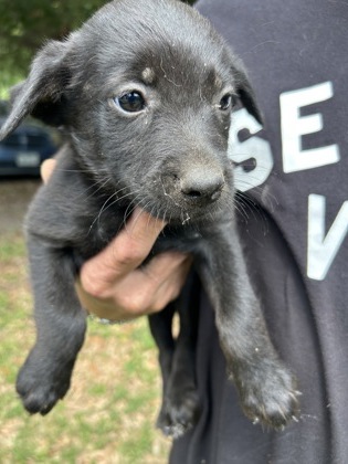Shelter Stray Male Dog last seen Near CHRISTINE RD, North District, TX, 355 Hillshire Dr, Haslet, TX 76052, USA