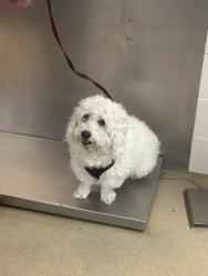 Shelter Stray Male Dog last seen , , TX, 355 Hillshire Dr, Haslet, TX 76052, USA