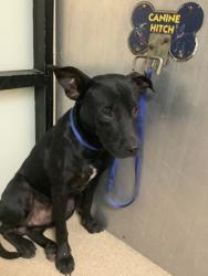 Shelter Stray Male Dog last seen Near Handley Dr, East District, TX, 355 Hillshire Dr, Haslet, TX 76052, USA