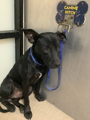Shelter Stray Male Dog last seen Near Handley Dr, East District, TX, 355 Hillshire Dr, Haslet, TX 76052, USA