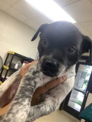 Shelter Stray Female Dog last seen Near JOHN T WHITE RD, East District, TX, 355 Hillshire Dr, Haslet, TX 76052, USA