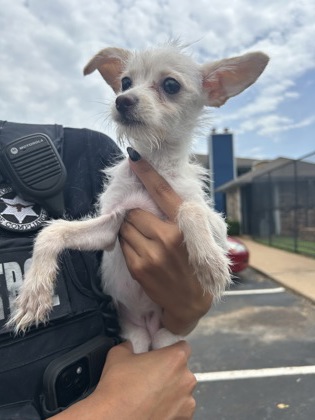 Shelter Stray Female Dog last seen Near BRENTWOOD STAIR RD 4129, East District, , 355 Hillshire Dr, Haslet, TX 76052, USA