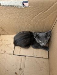 Shelter Stray Male Cat last seen Near WILBARGER ST, Central District, TX, 355 Hillshire Dr, Haslet, TX 76052, USA