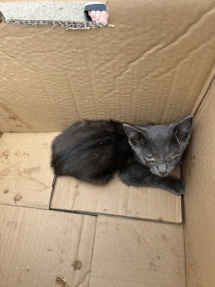 Shelter Stray Male Cat last seen Near WILBARGER ST, Central District, TX, 355 Hillshire Dr, Haslet, TX 76052, USA