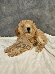 Shelter Stray Male Dog last seen Wintergreen, Desoto, TX, 1150 E Pleasant Run Rd, Cedar Hill, TX 75104, USA