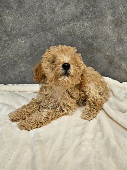 Shelter Stray Male Dog last seen Wintergreen, Desoto, TX, 1150 E Pleasant Run Rd, Cedar Hill, TX 75104, USA