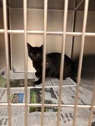 Shelter Stray Male Cat last seen Blossom Dr, Duncanville, TX, 1150 E Pleasant Run Rd, Cedar Hill, TX 75104, USA