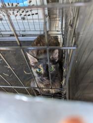 Shelter Stray Female Cat last seen Near Indian Trail Rd., Roanoke, TX, 330 Rufe Snow Dr, Keller, TX 76248, USA
