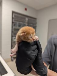 Shelter Stray Male Cat last seen Near Indian Trail Rd., Roanoke, TX, 330 Rufe Snow Dr, Keller, TX 76248, USA