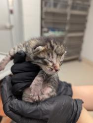 Shelter Stray Male Cat last seen Near Indian Trail Rd., Roanoke, TX, 330 Rufe Snow Dr, Keller, TX 76248, USA