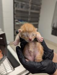 Shelter Stray Male Cat last seen Near Indian Trail Rd., Roanoke, TX, 330 Rufe Snow Dr, Keller, TX 76248, USA