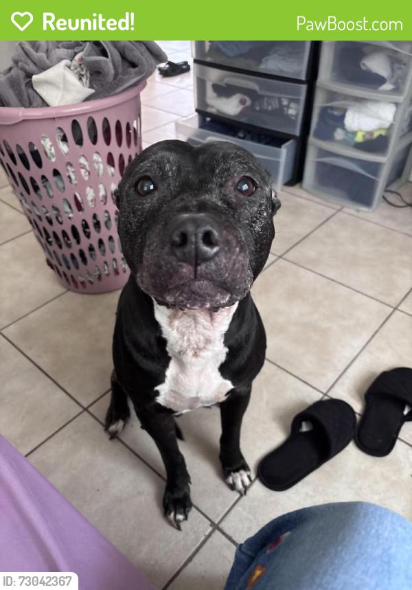 Reunited Female Dog last seen Off of N 15th Street by the little corner store, Tampa, FL 33610