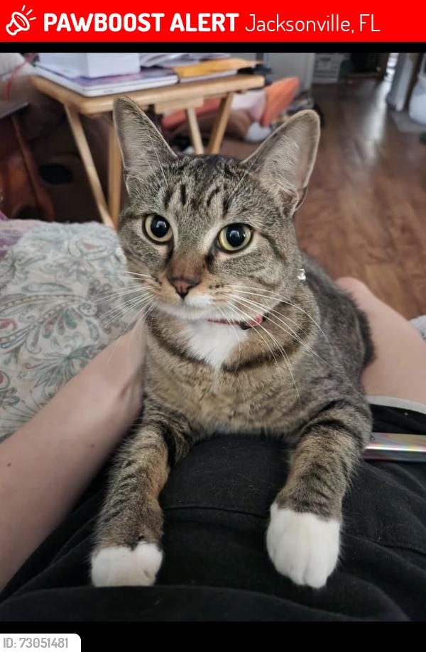 Lost Female Cat last seen Rogero rd, Jacksonville, FL 32211