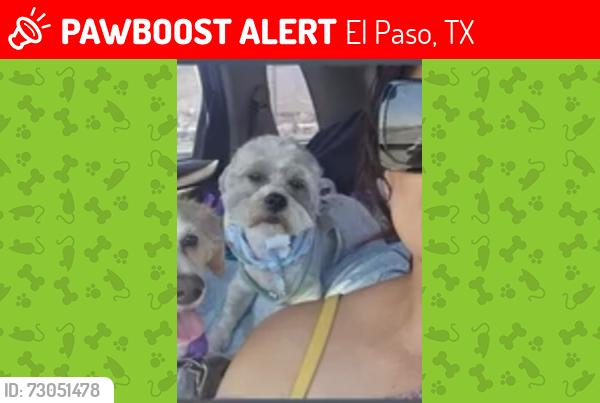 Lost Male Dog last seen Near yandell y Santa fe el paso texas 79902, El Paso, TX 79903
