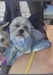 Lost Male Dog last seen Near yandell y Santa fe el paso texas 79902, El Paso, TX 79903