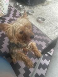 Reunited Male Dog last seen Spring Hill Dr, Spring Hill, FL 34608