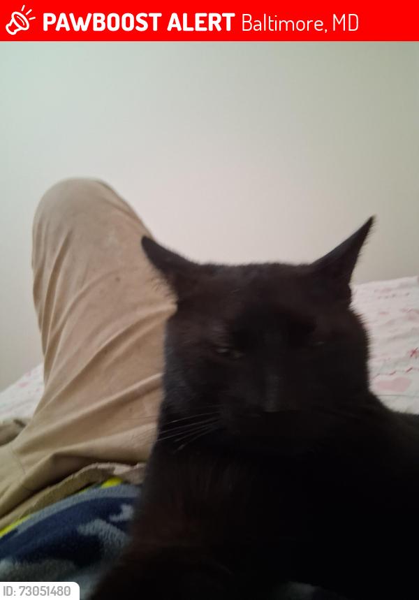 Lost Male Cat last seen Kersson st, Baltimore, MD 21224