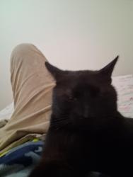 Lost Male Cat last seen Kersson st, Baltimore, MD 21224
