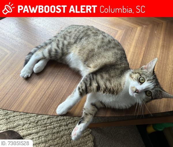 Lost Female Cat last seen Randall Ave, Columbia, SC 29203, Columbia, SC 29203