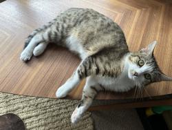 Lost Female Cat last seen Randall Ave, Columbia, SC 29203, Columbia, SC 29203