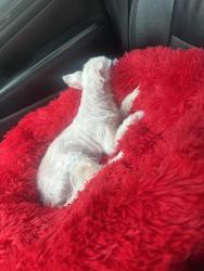 Reunited Male Dog last seen Jordan hill elementary , Griffin, GA 30223