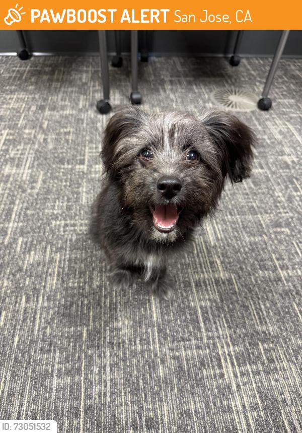 Found/Stray Female Dog last seen 9th street and San Fernando , San Jose, CA 95112