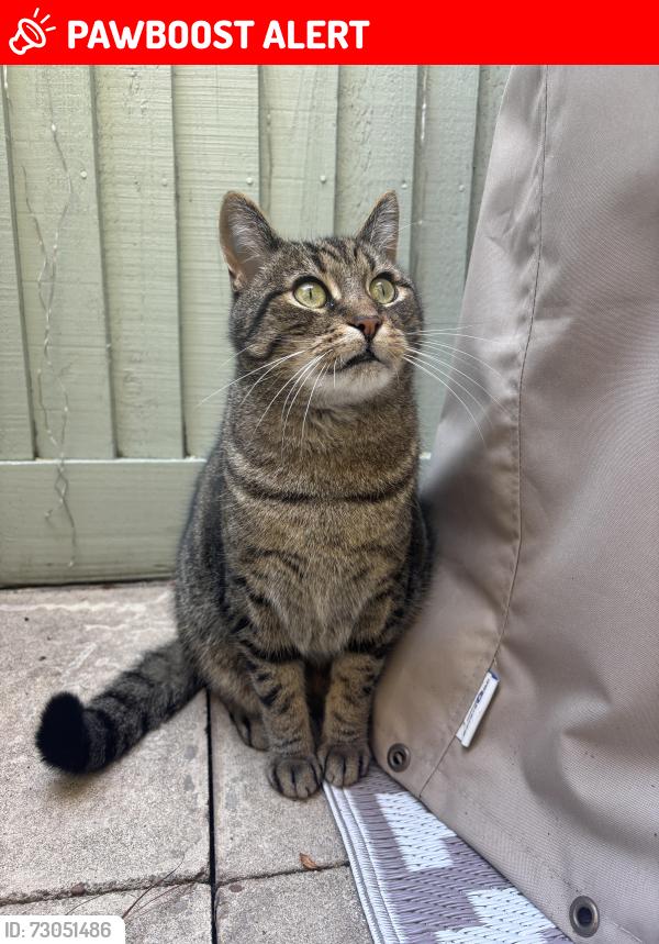 Lost Male Cat last seen Running towards Victory Road from Trafalgar Road in the Battles are of South Wimbledon, Greater London, England SW19