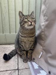 Lost Male Cat last seen Running towards Victory Road from Trafalgar Road in the Battles are of South Wimbledon, Greater London, England SW19