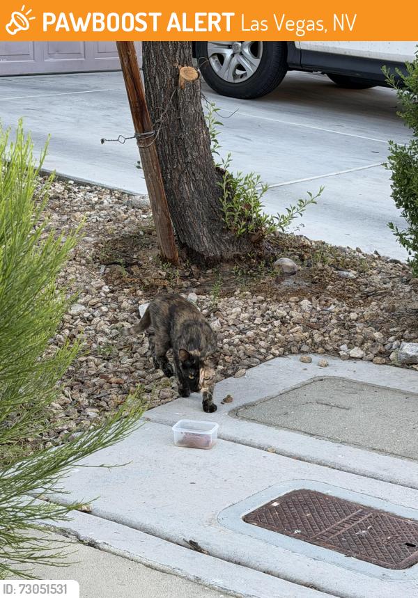 Found/Stray Female Cat last seen Lindell and Robindale, Las Vegas, NV 89139