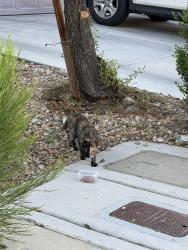 Found/Stray Female Cat last seen Lindell and Robindale, Las Vegas, NV 89139