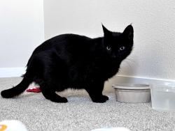Found/Stray Male Cat last seen 1st and F St, Springfield, OR 97477