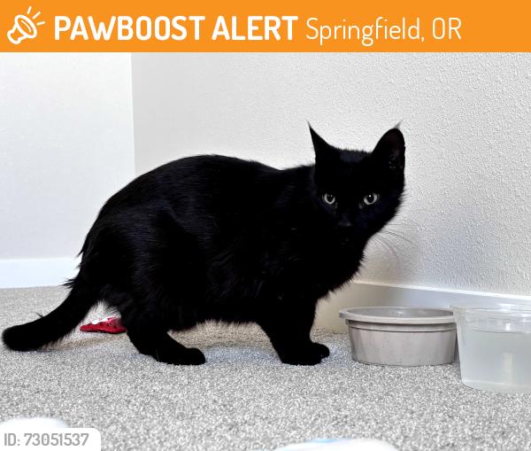 Found/Stray Male Cat last seen 1st and F St, Springfield, OR 97477