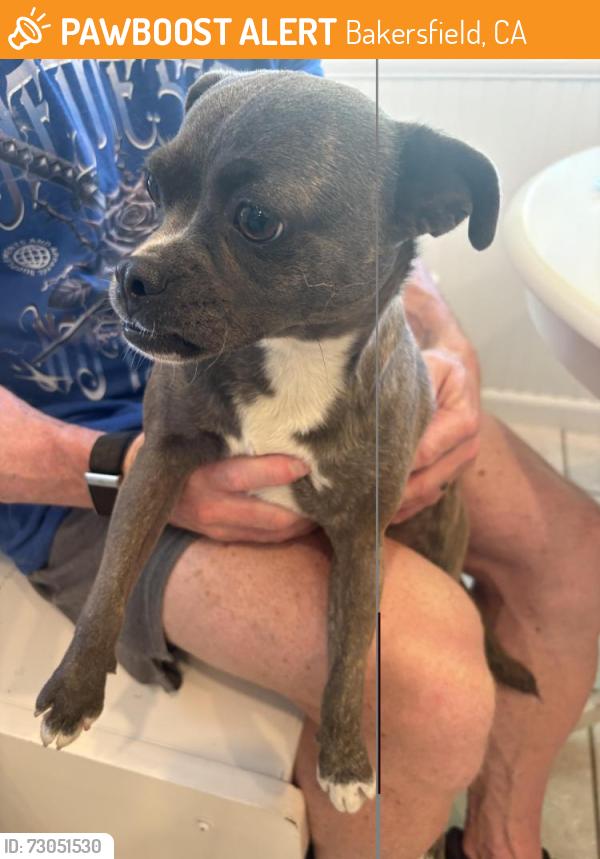 Found/Stray Female Dog last seen panorama, Bakersfield, CA 93301