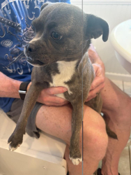 Found/Stray Female Dog last seen panorama, Bakersfield, CA 93301