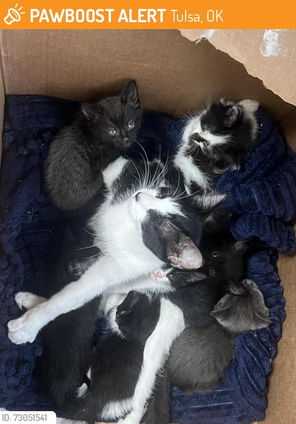 Found/Stray Female Cat last seen Pine and Peoria Tulsa, Tulsa, OK 74106
