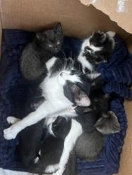 Found/Stray Female Cat last seen Pine and Peoria Tulsa, Tulsa, OK 74106