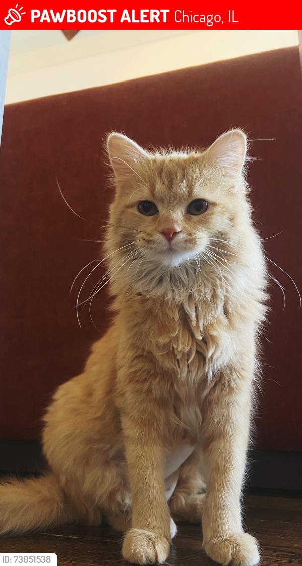 Lost Female Cat last seen Fullerton Pkwy & Geneva Terrace Pl, Chicago, IL 60614