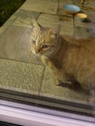 Reunited Unknown Cat last seen Shoreline, Santa Barbara, CA 93109