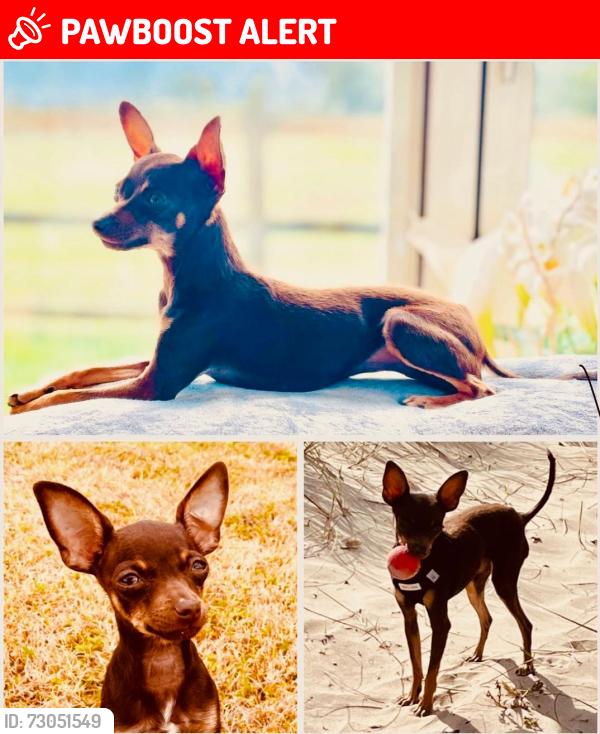Lost Female Dog last seen Stem lane, Bashley, England BH25