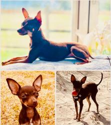 Lost Female Dog last seen Stem lane, Bashley, England BH25